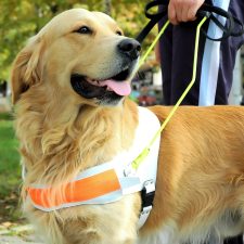 Golden Retriever als Blindenhund