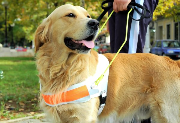 Golden Retriever als Blindenhund