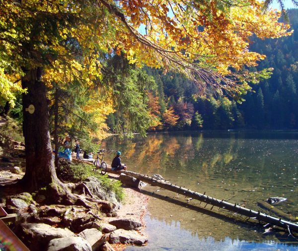 Herbstlich gefärbte Bäume im Schwarzwald am Feldsee